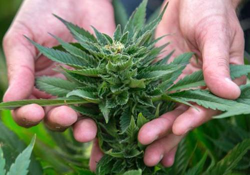 holding buds Florida Green Wellness Medical Marijuana Holistic Marijuana Doctor