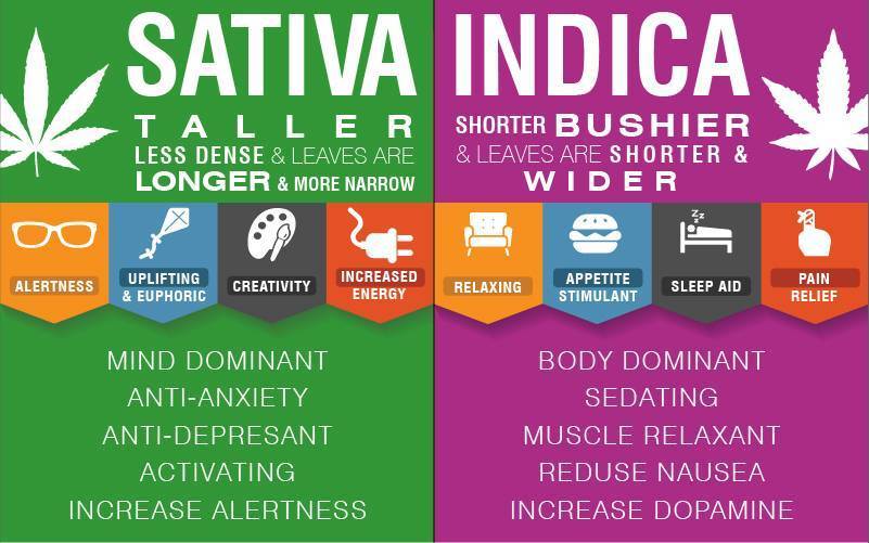 Florida Green Wellness Medical Marijuana Holistic Marijuana Doctor sativa indica